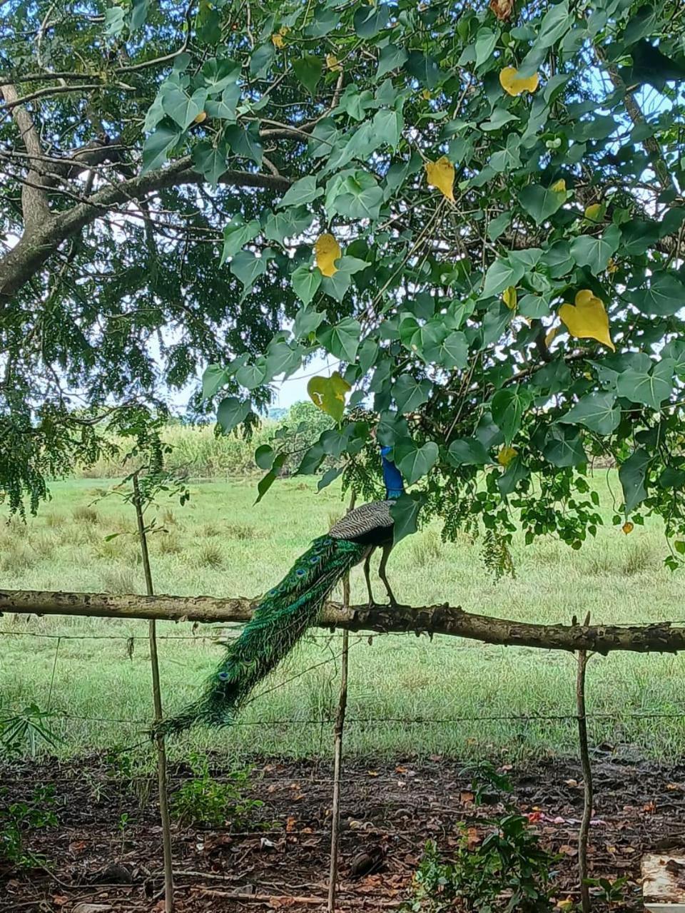 Hotel Lagoon Birds - Tangalle Exterior foto